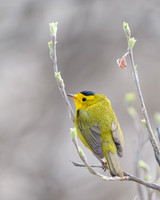 Wilson's Warbler