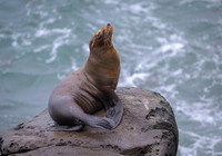 California Sea Lion