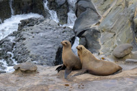 California Sea Lion