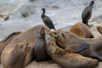 California Sea Lion