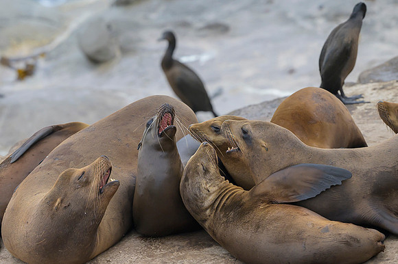 California Sea Lion