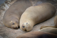 California Sea Lion