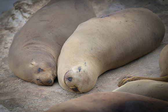 California Sea Lion