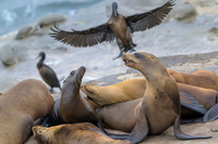 California Sea Lion