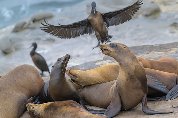 California Sea Lion