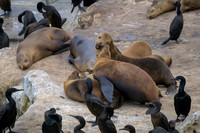 California Sea Lion