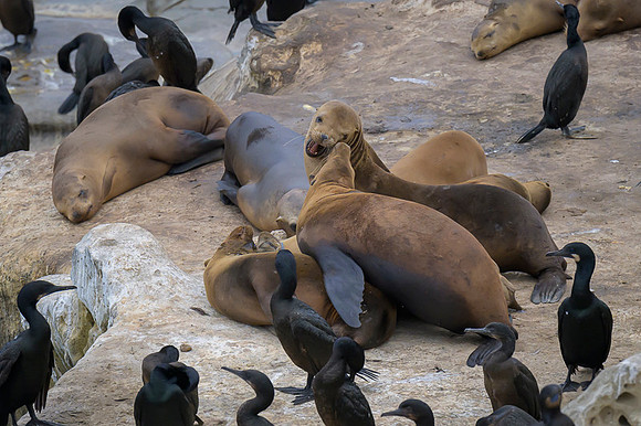 California Sea Lion