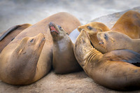 California Sea Lion