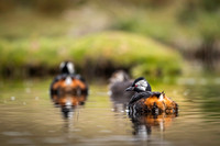 White-tufted grebe