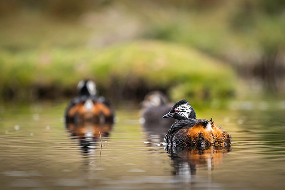 White-tufted grebe
