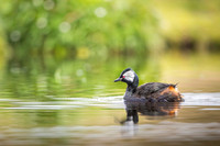 White-tufted grebe