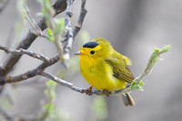 Wilson's Warbler