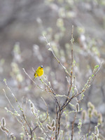Wilson's Warbler