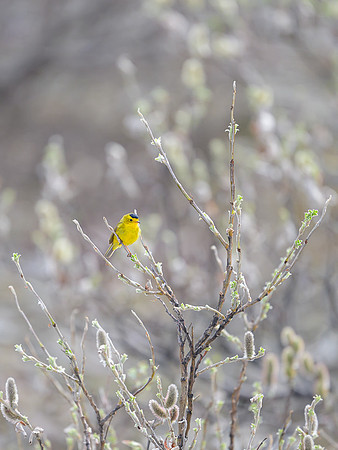 Wilson's Warbler