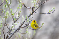 Wilson's Warbler