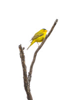 Wilson's Warbler