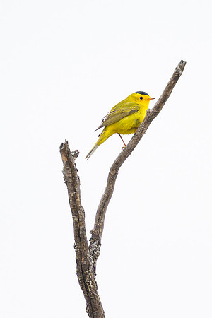Wilson's Warbler