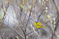 Wilson's Warbler