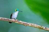 Andean Emerald