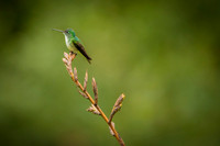 Andean Emerald
