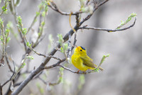 Wilson's Warbler