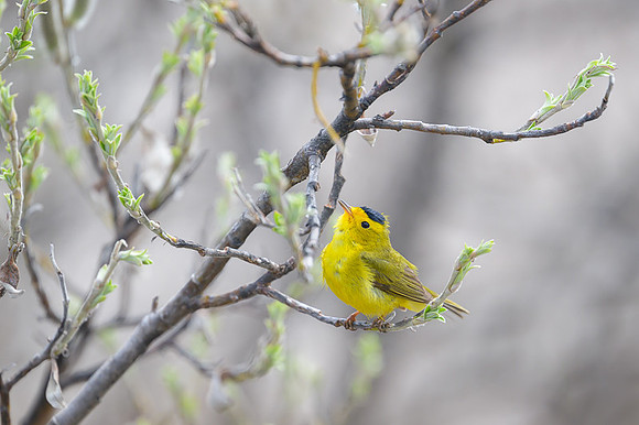 Wilson's Warbler