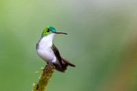 Andean Emerald