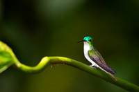 Andean Emerald