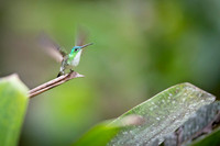 Andean Emerald