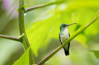 Andean Emerald
