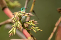 Andean Emerald