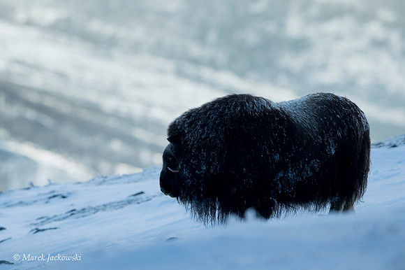 Muskox / Piżmowół arktyczny