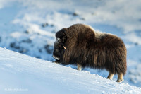 Muskox / Piżmowół arktyczny