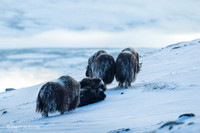 Muskox / Piżmowół arktyczny