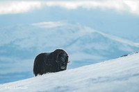 Muskox / Piżmowół arktyczny