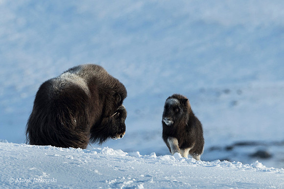Muskox / Piżmowół arktyczny
