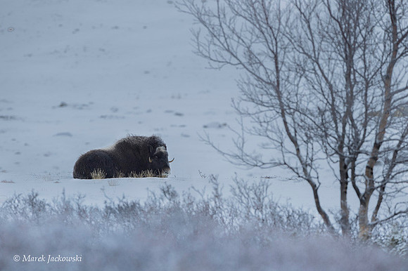 Muskox / Piżmowół arktyczny
