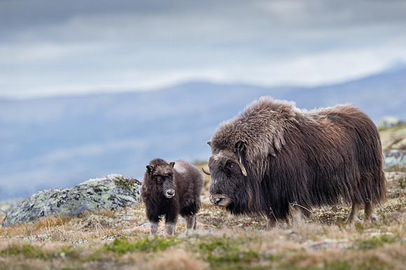 Muskox / Piżmowół arktyczny