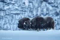 Muskox / Piżmowół arktyczny