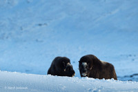 Muskox / Piżmowół arktyczny