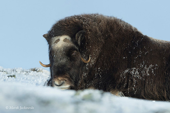 Muskox / Piżmowół arktyczny