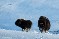 Muskox / Piżmowół arktyczny