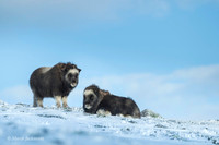 Muskox / Piżmowół arktyczny