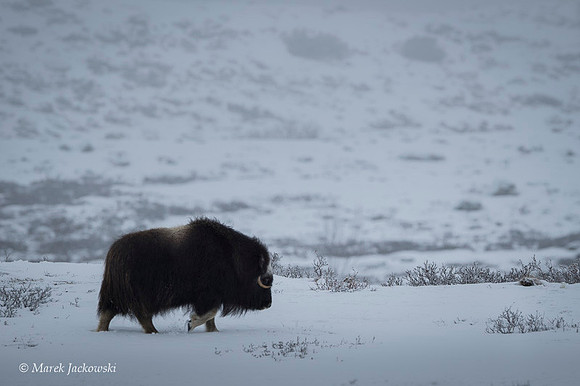 Muskox / Piżmowół arktyczny