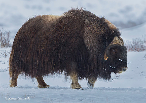 Muskox / Piżmowół arktyczny