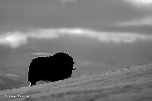 Muskox / Piżmowół arktyczny