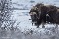 Muskox / Piżmowół arktyczny