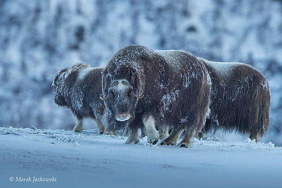 Muskox / Piżmowół arktyczny