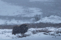 Muskox / Piżmowół arktyczny