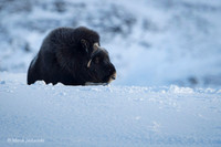 Muskox / Piżmowół arktyczny